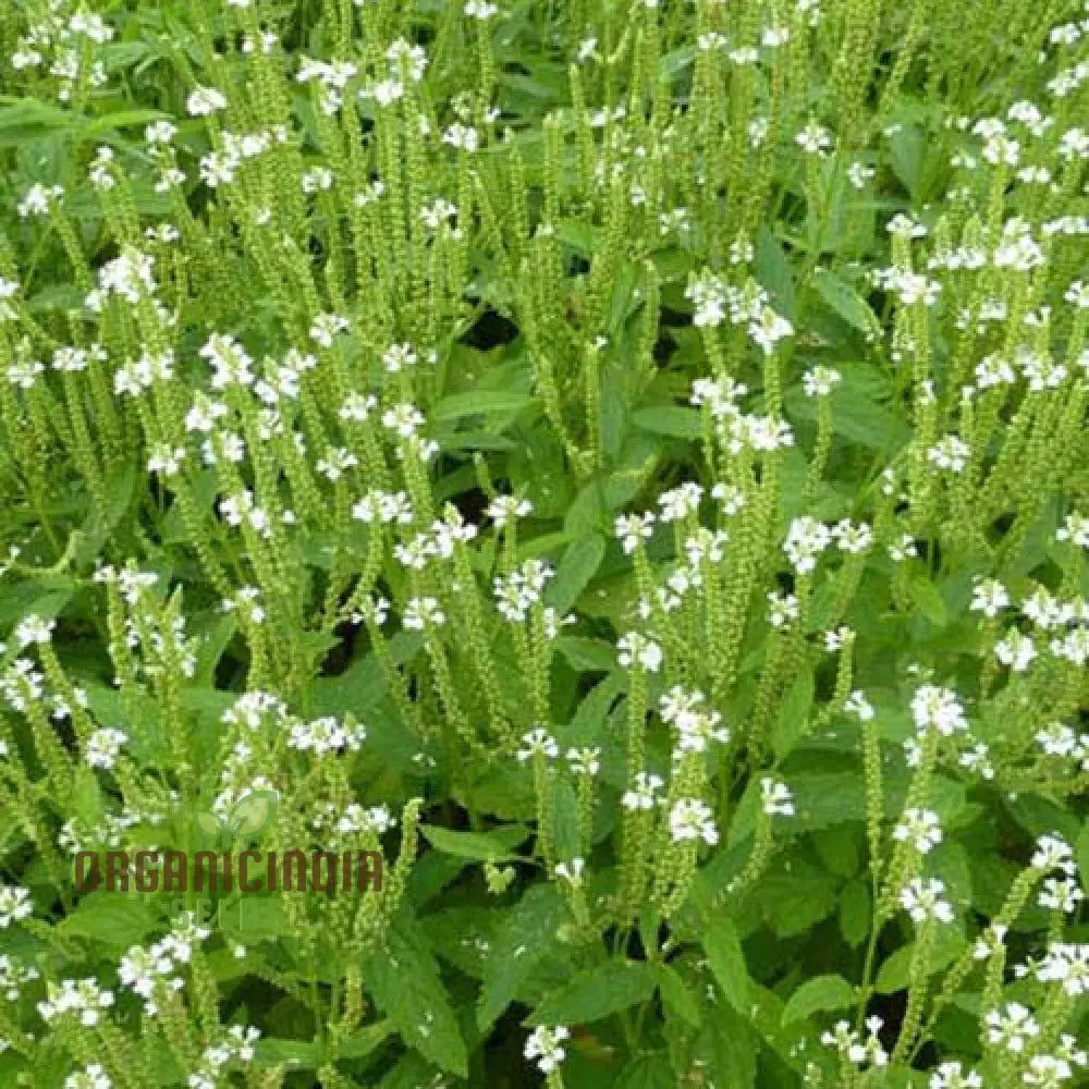 Verbena Hastata Alba Flower Seeds Premium Hardy White Blooms - Perfect For Pollinators & Garden