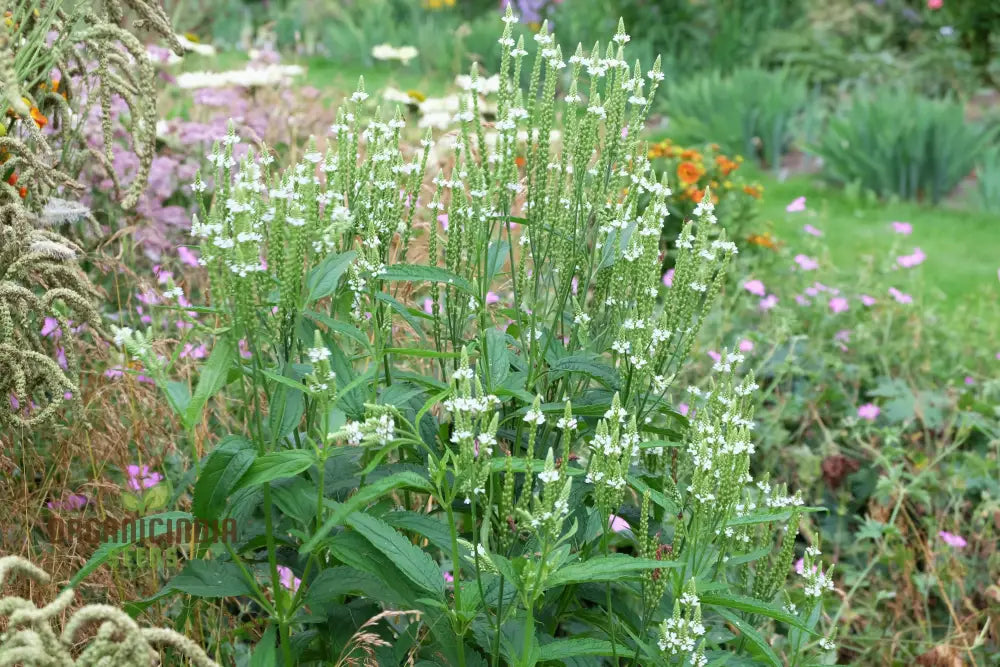 Verbena Hastata Alba Flower Seeds Premium Hardy White Blooms - Perfect For Pollinators & Garden