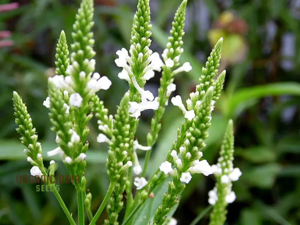 Verbena Hastata Alba Flower Seeds Premium Hardy White Blooms - Perfect For Pollinators & Garden