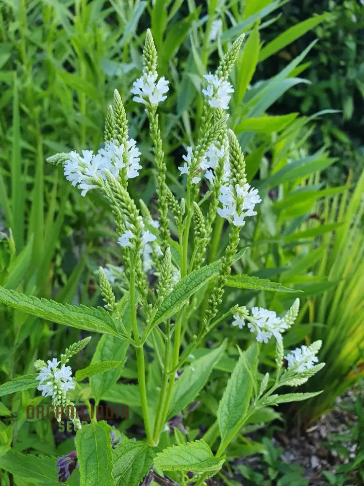 Verbena Hastata Alba Flower Seeds Premium Hardy White Blooms - Perfect For Pollinators & Garden