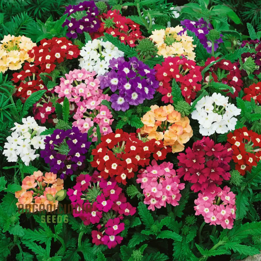 Verbena Ideal Mix Flower Seeds - Vibrant And Hardy Blooms For Stunning Garden Displays