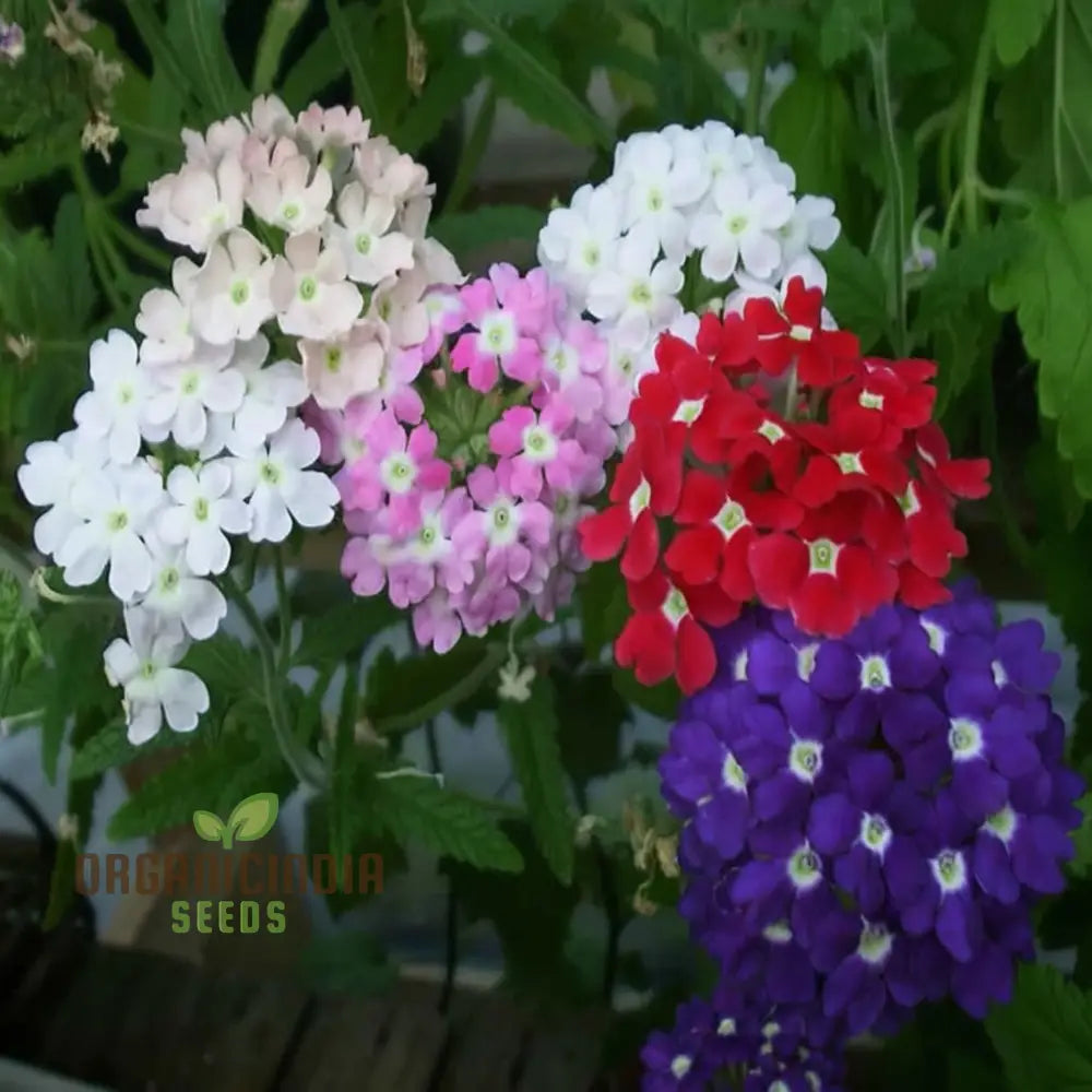 Verbena Ideal Mix Flower Seeds - Vibrant And Hardy Blooms For Stunning Garden Displays