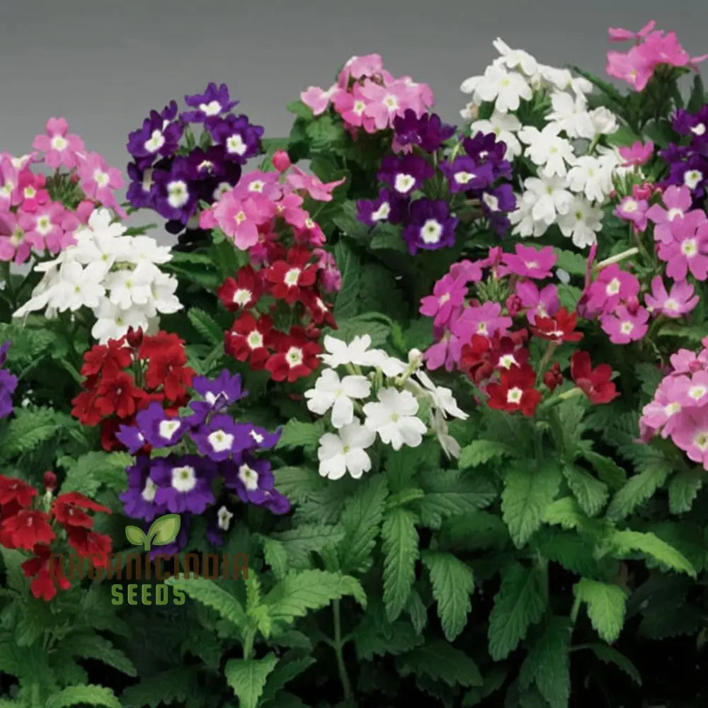 Verbena Ideal Mix Flower Seeds - Vibrant And Hardy Blooms For Stunning Garden Displays