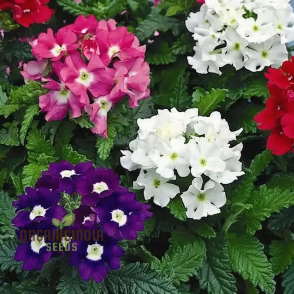 Verbena Ideal Mix Flower Seeds - Vibrant And Hardy Blooms For Stunning Garden Displays