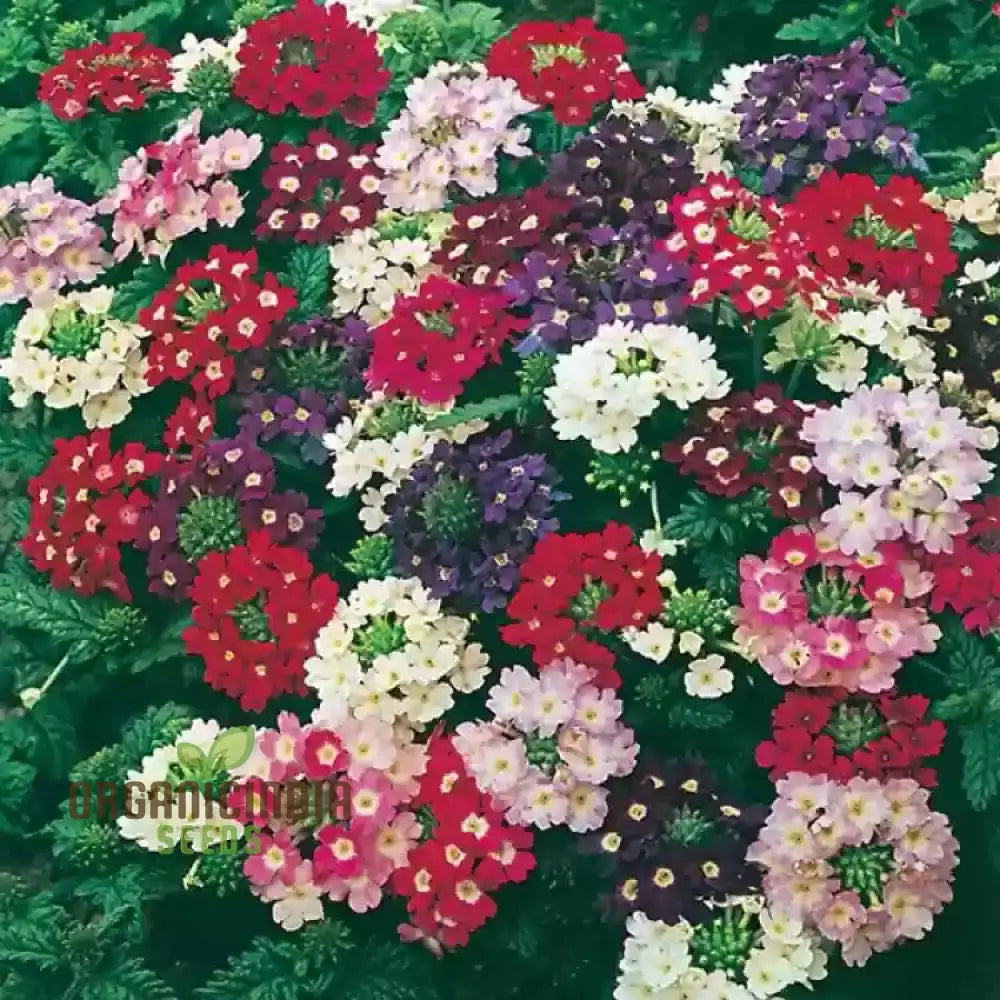 Verbena Idle Florist Mix Seeds - Premium Quality For Planting Delightful Flower Gardens