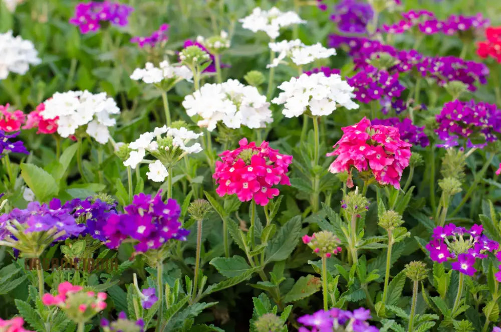 Verbena Idle Florist Mix Seeds - Premium Quality For Planting Delightful Flower Gardens