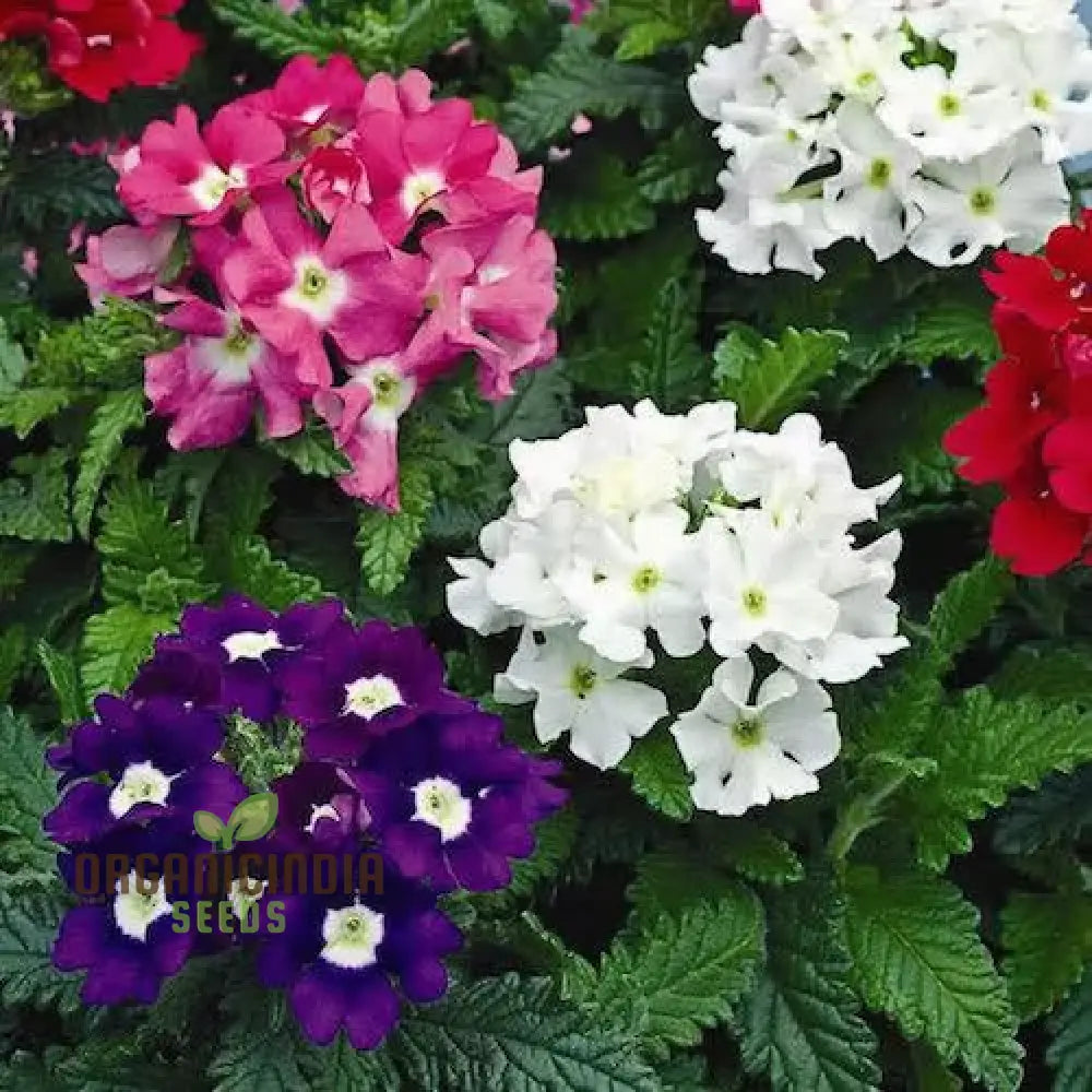 Verbena Idle Florist Mix Seeds - Premium Quality For Planting Delightful Flower Gardens