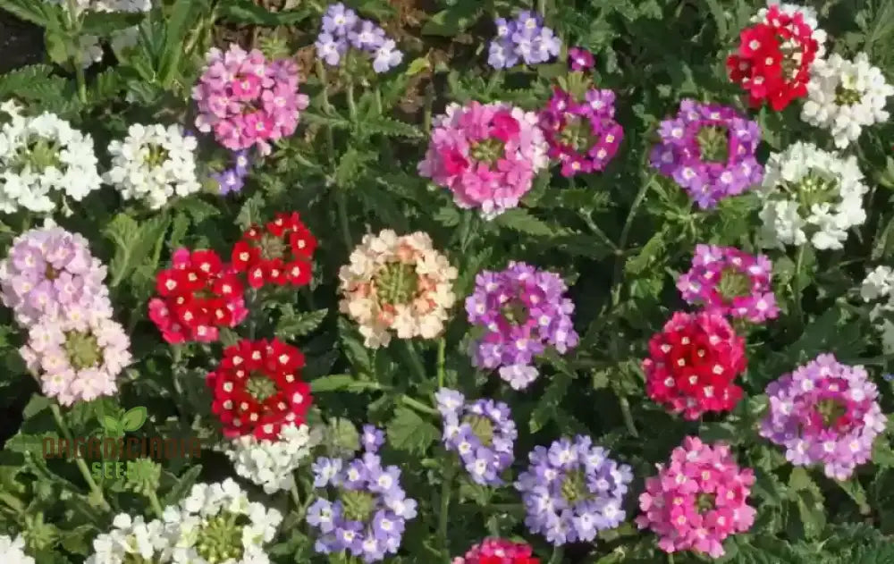 Verbena Idle Florist Mix Seeds - Premium Quality For Planting Delightful Flower Gardens