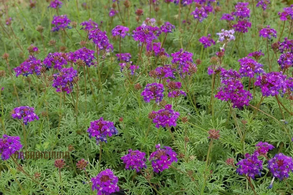 Verbena Imagination Flower Seeds For Planting: Cultivating Creative Gardens With Unique Plants And