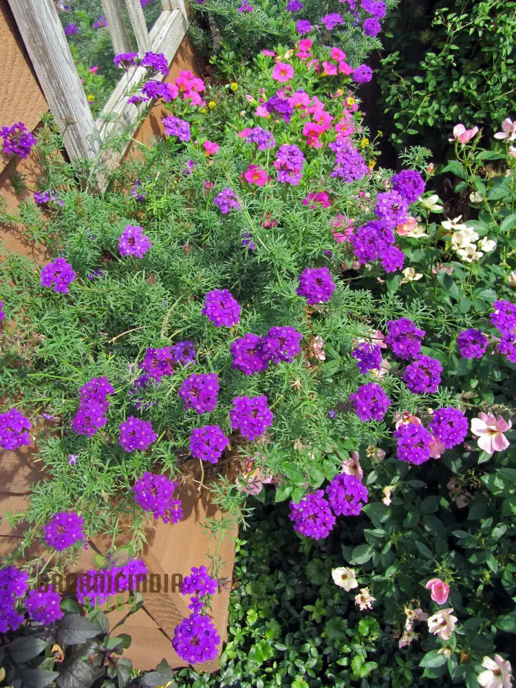 Verbena Imagination Flower Seeds For Planting: Cultivating Creative Gardens With Unique Plants And