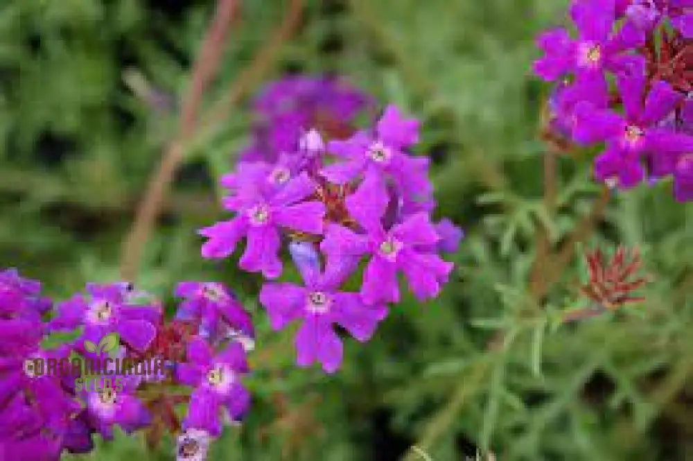 Verbena Imagination Flower Seeds For Planting: Cultivating Creative Gardens With Unique Plants And