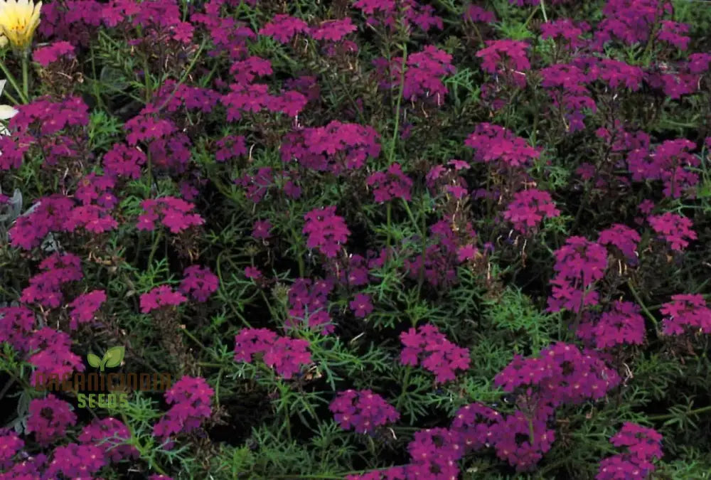 Verbena Imagination Flower Seeds For Planting: Cultivating Creative Gardens With Unique Plants And