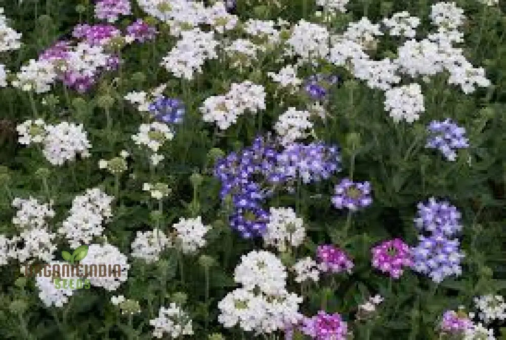 Verbena Scentsation Flower Seeds For Planting: Captivating Garden Aromas For Enthusiastic Plant