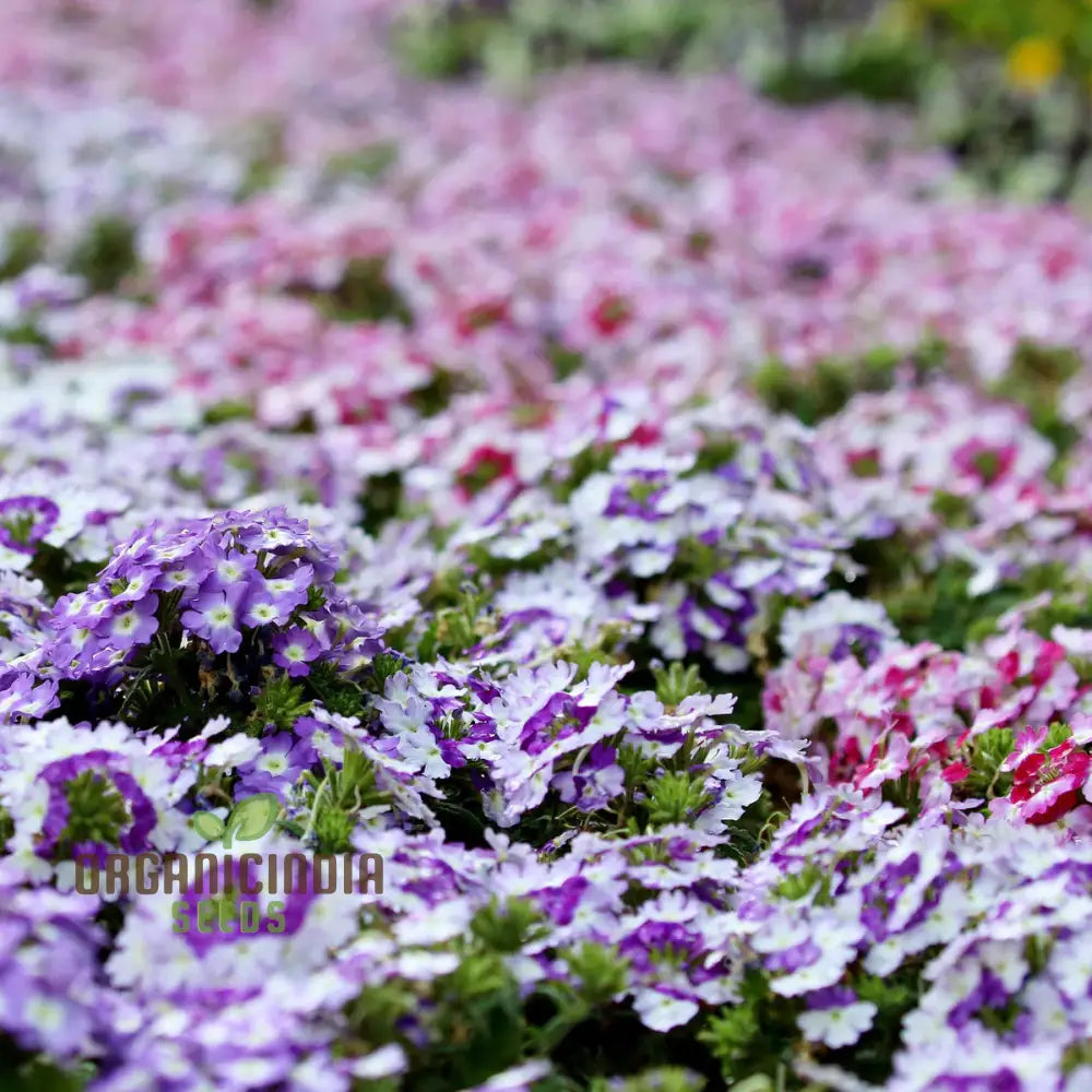 Verbena Scentsation Flower Seeds For Planting: Captivating Garden Aromas For Enthusiastic Plant