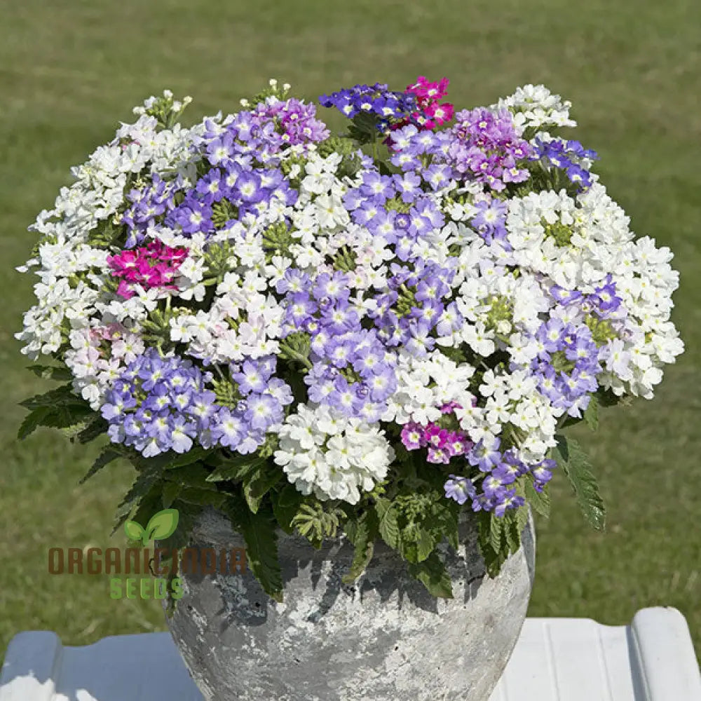 Verbena Scentsation Flower Seeds For Planting: Captivating Garden Aromas For Enthusiastic Plant