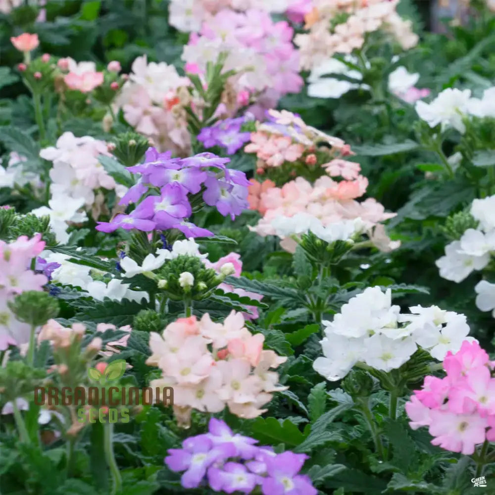 Verbena Scentsation Flower Seeds For Planting: Captivating Garden Aromas For Enthusiastic Plant