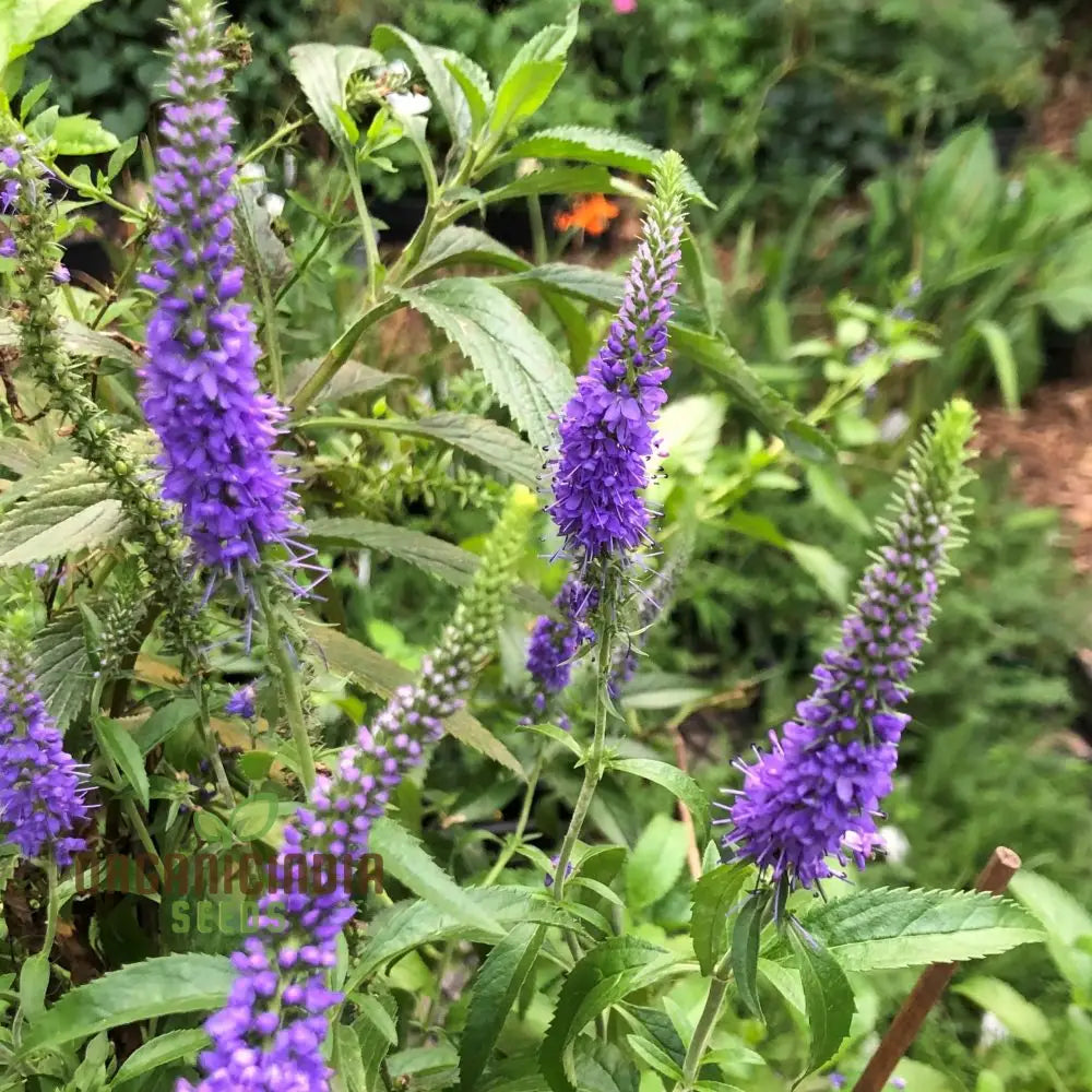 Verbena X Hybrida Blue Flower Seeds Premium Easy-To-Grow Annual Blooms For Stunning Garden Seeds