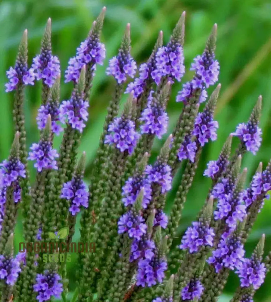 Verbena X Hybrida Blue Flower Seeds Premium Easy-To-Grow Annual Blooms For Stunning Garden Seeds