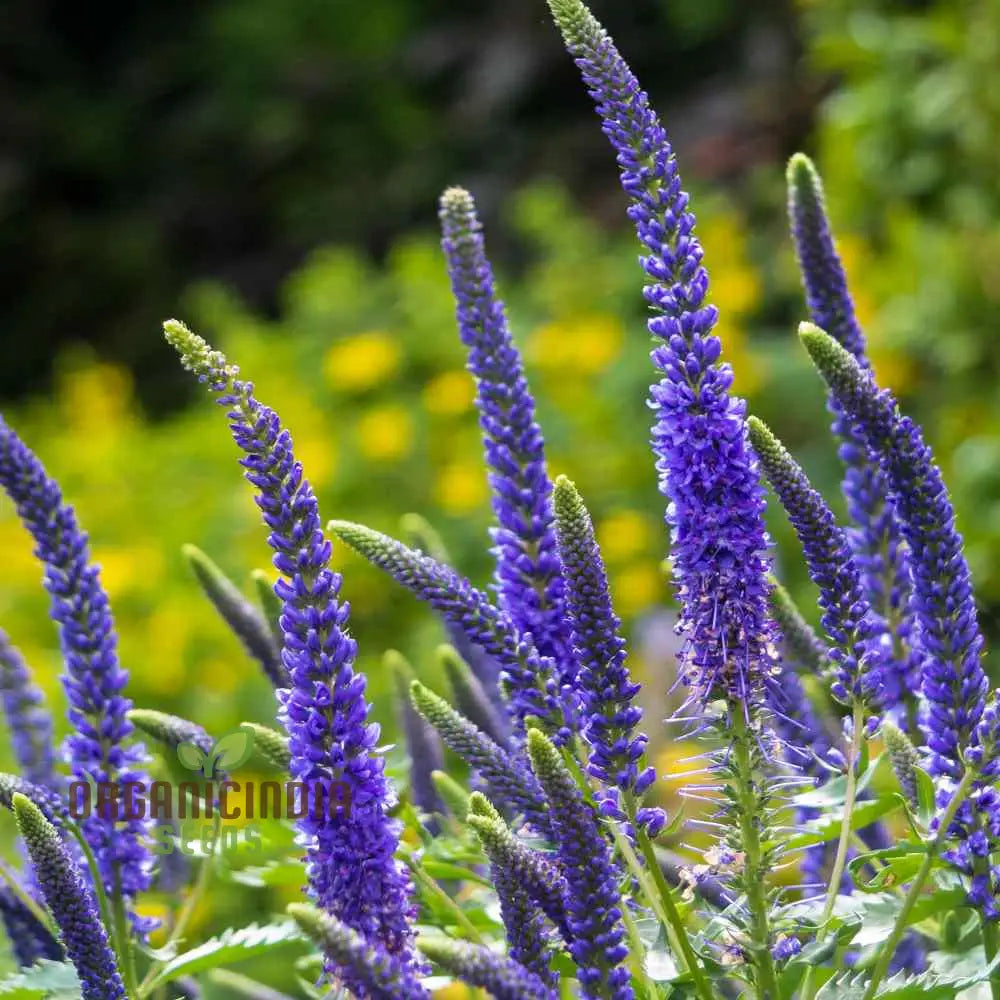 Verbena X Hybrida Blue Flower Seeds Premium Easy-To-Grow Annual Blooms For Stunning Garden Seeds