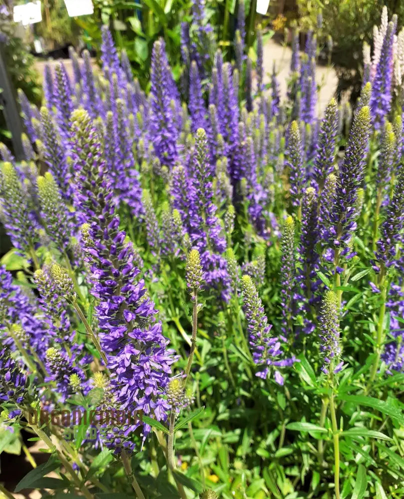 Verbena X Hybrida Blue Flower Seeds Premium Easy-To-Grow Annual Blooms For Stunning Garden Seeds