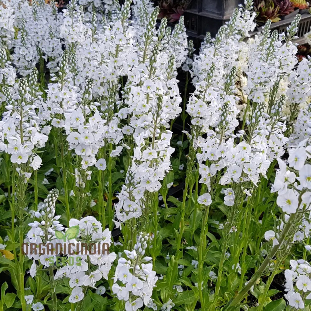 Veronica Gentianoides Flower Seeds For Planting Hardy Perennial Elegant Spikes Of Sky-Blue Blooms