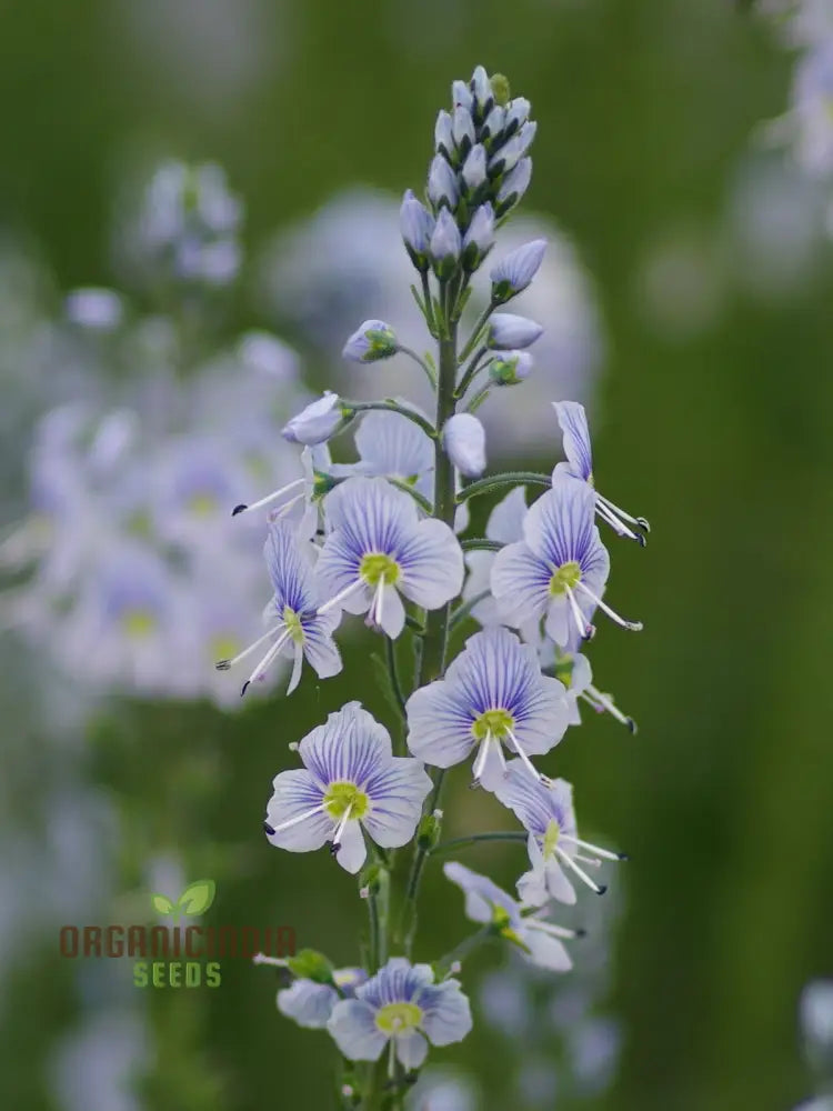 Veronica Gentianoides Flower Seeds For Planting Hardy Perennial Elegant Spikes Of Sky-Blue Blooms