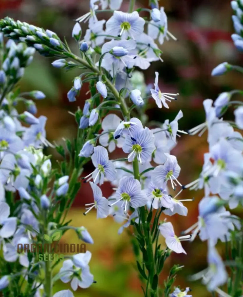 Veronica Gentianoides Flower Seeds For Planting Hardy Perennial Elegant Spikes Of Sky-Blue Blooms