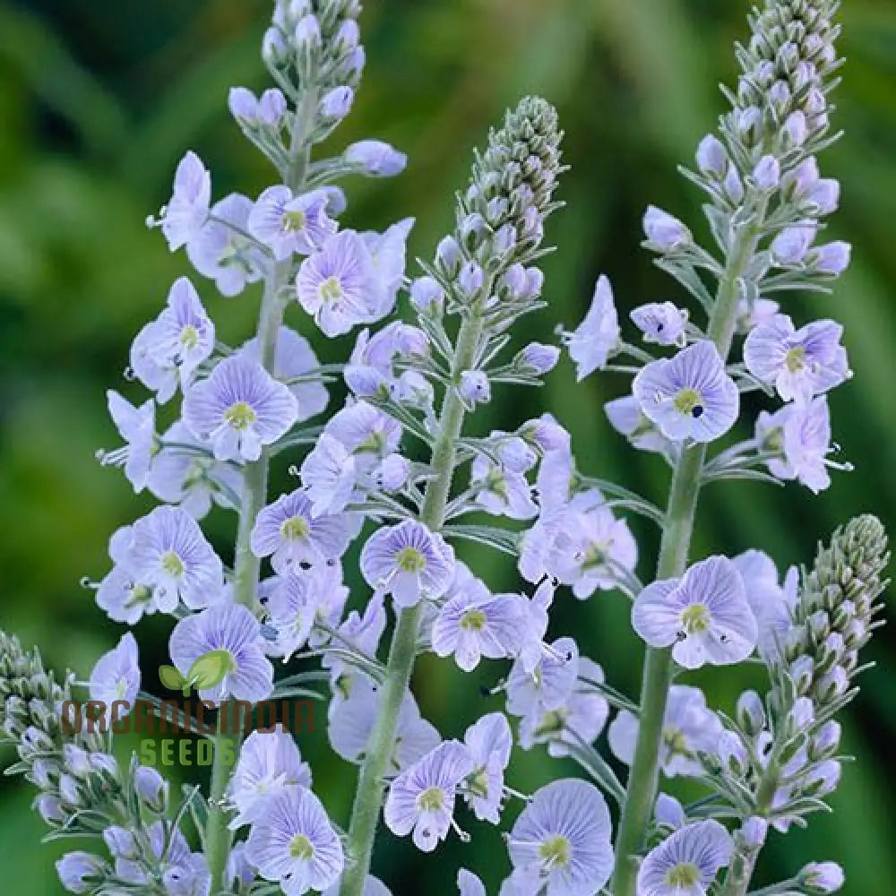 Veronica Gentianoides Flower Seeds For Planting Hardy Perennial Elegant Spikes Of Sky-Blue Blooms