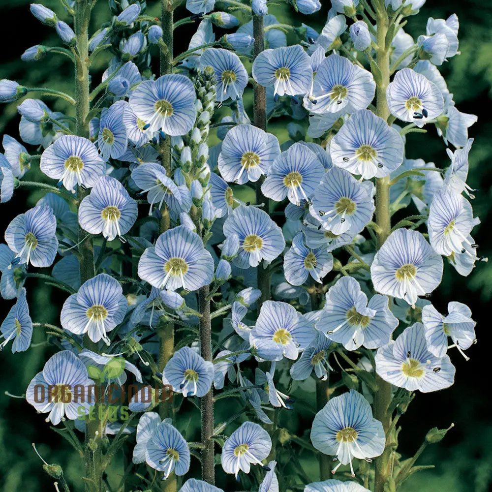 Veronica Gentianoides Flower Seeds For Planting Hardy Perennial Elegant Spikes Of Sky-Blue Blooms