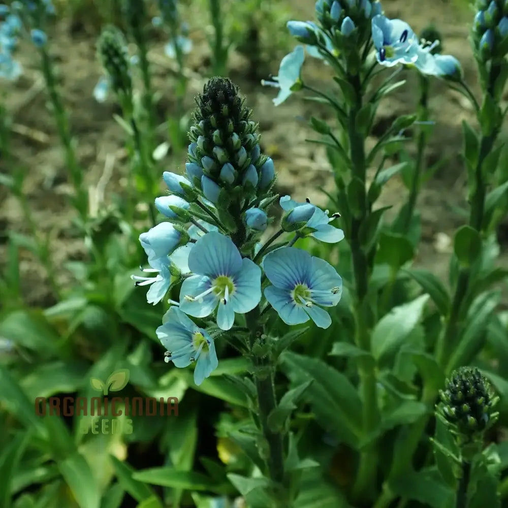 Veronica Gentianoides Flower Seeds For Planting Hardy Perennial Elegant Spikes Of Sky-Blue Blooms