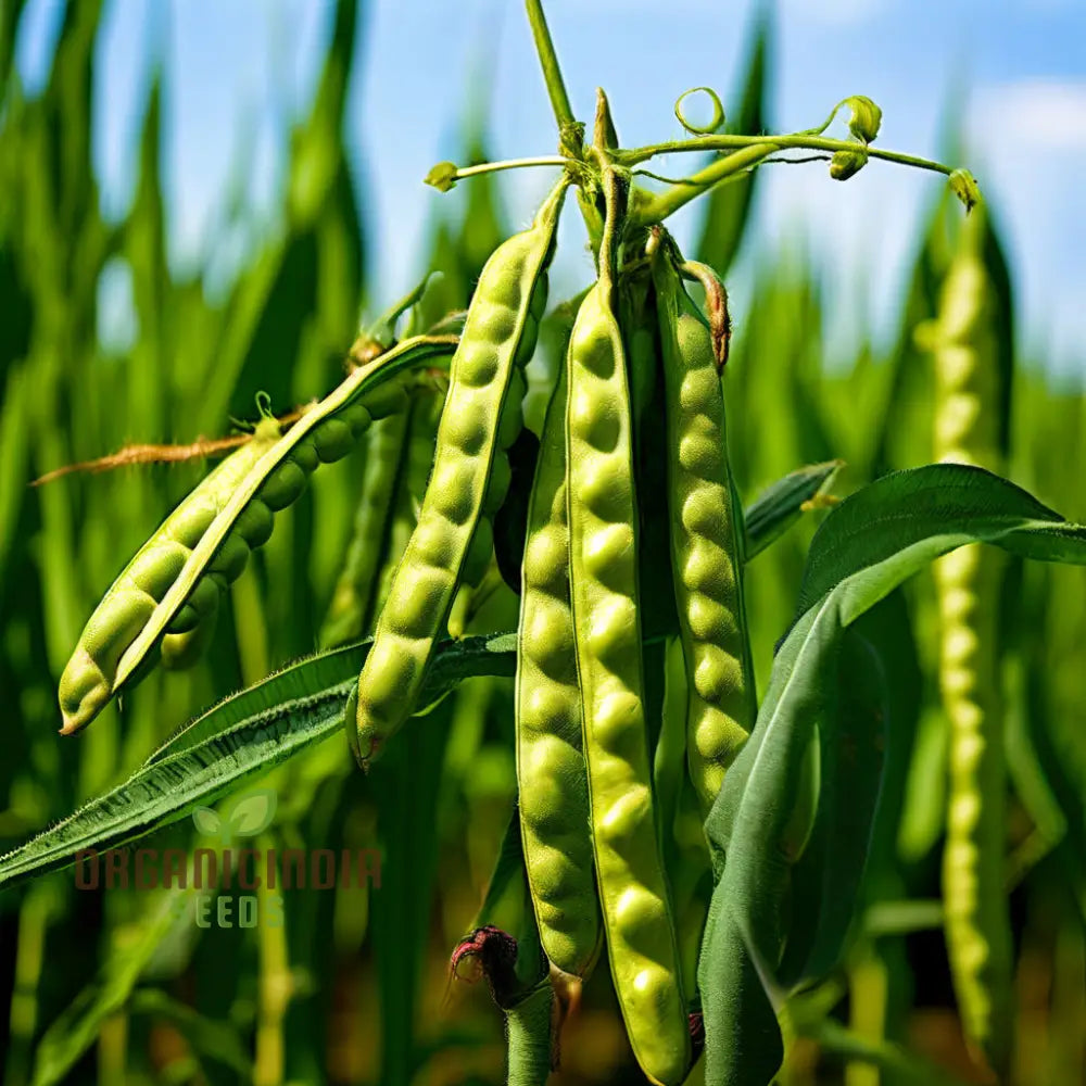 Versatile Sword Bean Seeds For Planting Ornamental Beauty And Culinary Delight For Your Garden