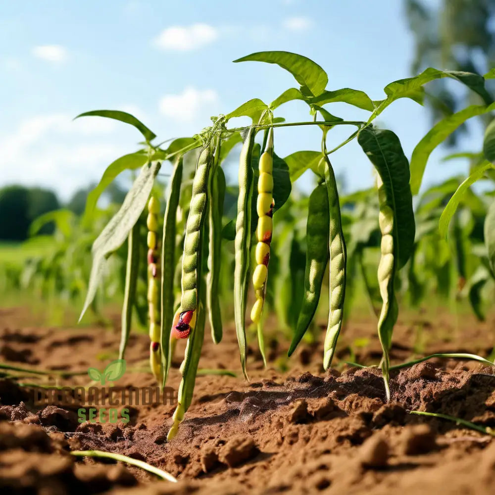 Versatile Sword Bean Seeds For Planting Ornamental Beauty And Culinary Delight For Your Garden