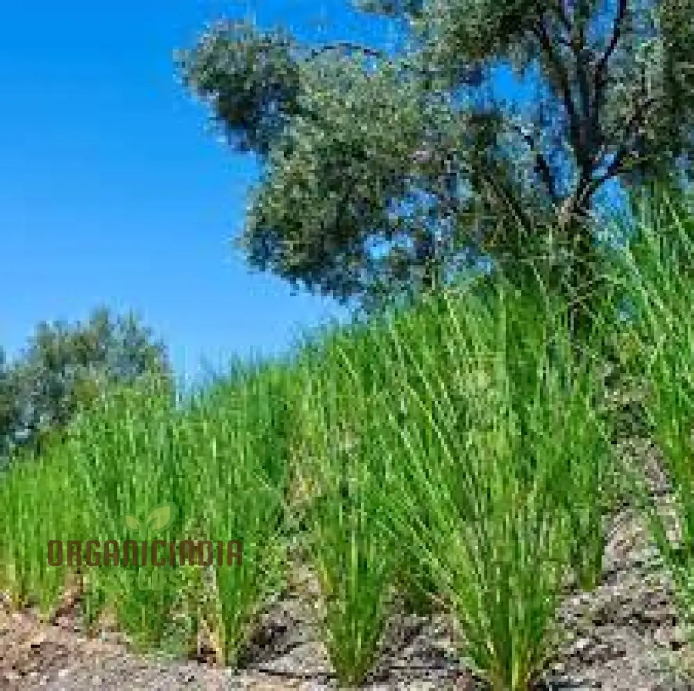 Vetiver Plant Seeds 80Pcs Fresh Generic