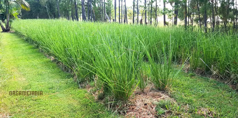 Vetiver Plant Seeds 80Pcs Fresh Generic