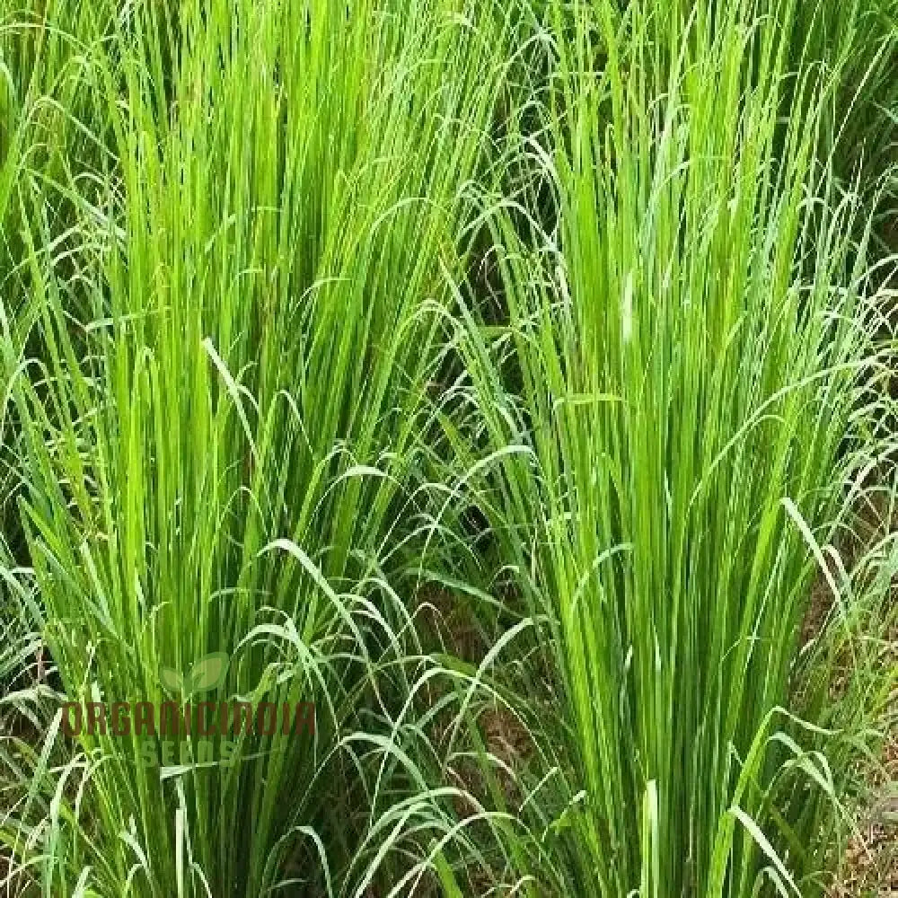 Vetiver Plant Seeds 80Pcs Fresh Generic