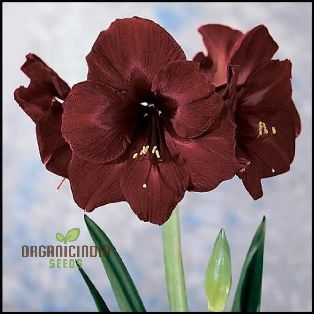 Vibrant Amaryllis Bulbs For A Perfect Garden Ensemble(3 In Pack Planting) Brown