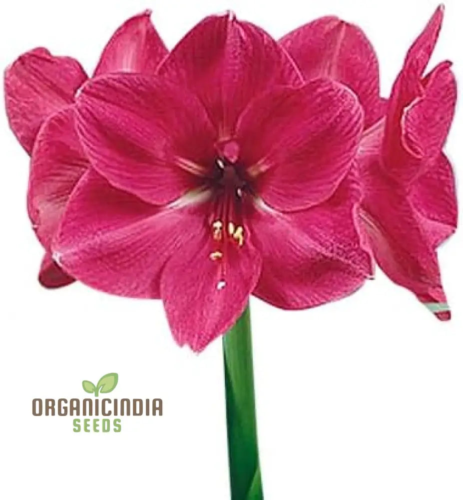 Vibrant Amaryllis Bulbs For A Perfect Garden Ensemble(3 In Pack Planting) Pink