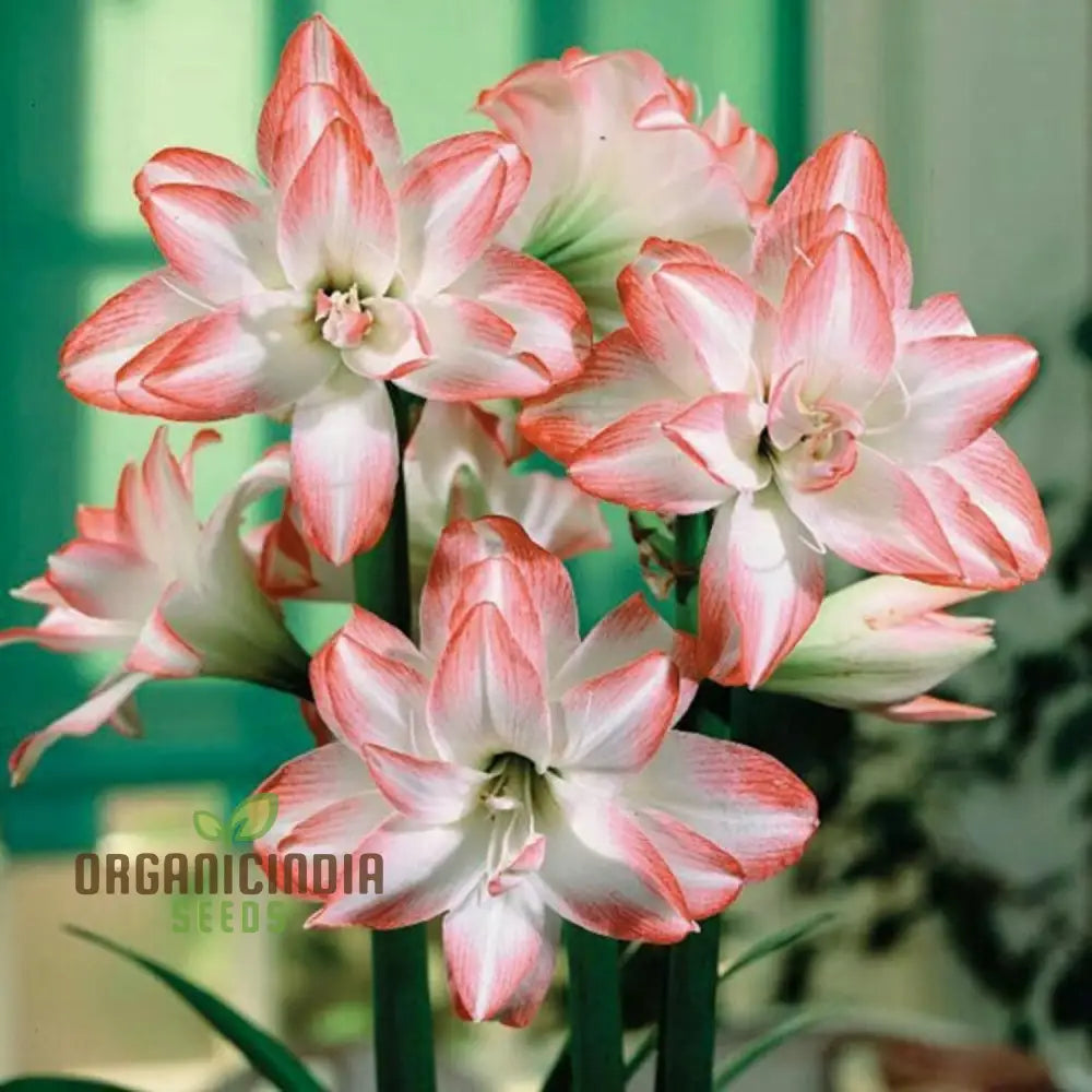 Vibrant Amaryllis Bulbs For A Perfect Garden Ensemble(3 In Pack Planting) Pink And White