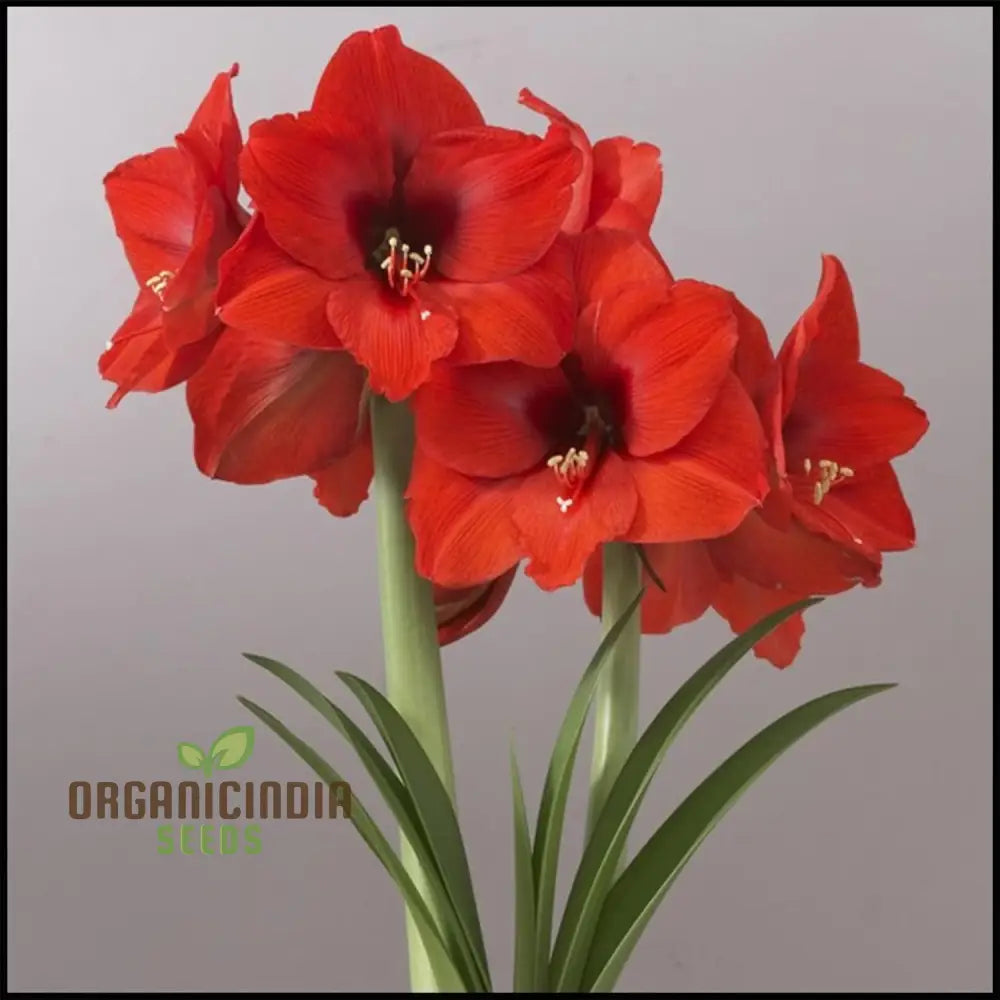 Vibrant Amaryllis Bulbs For A Perfect Garden Ensemble(3 In Pack Planting) Red