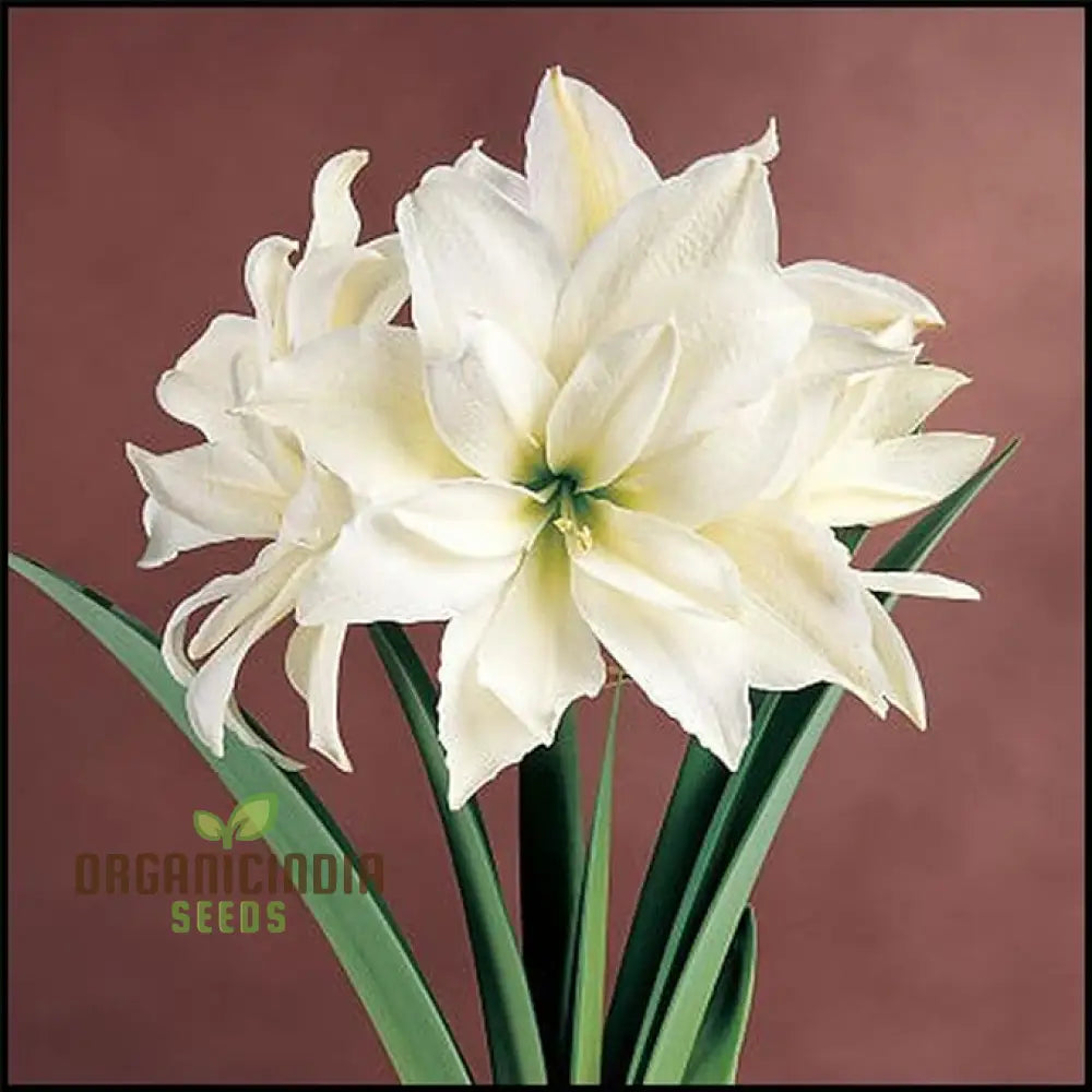 Vibrant Amaryllis Bulbs For A Perfect Garden Ensemble(3 In Pack Planting) White