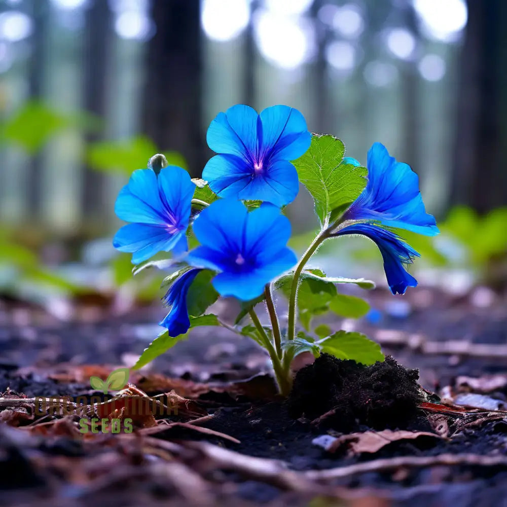 Vibrant Ceratostigma Plumbaginoides Flower Seeds Cultivate Stunning Blue Blooms In Your Garden