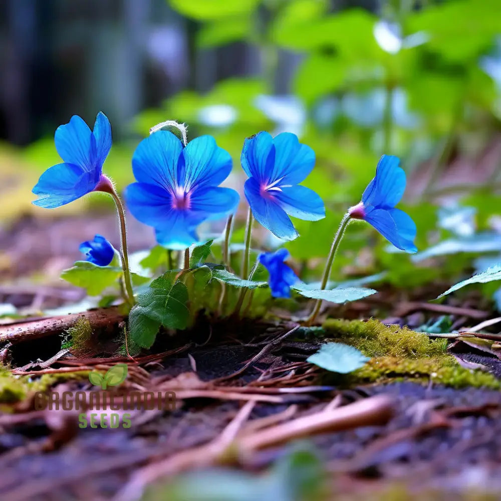 Vibrant Ceratostigma Plumbaginoides Flower Seeds Cultivate Stunning Blue Blooms In Your Garden