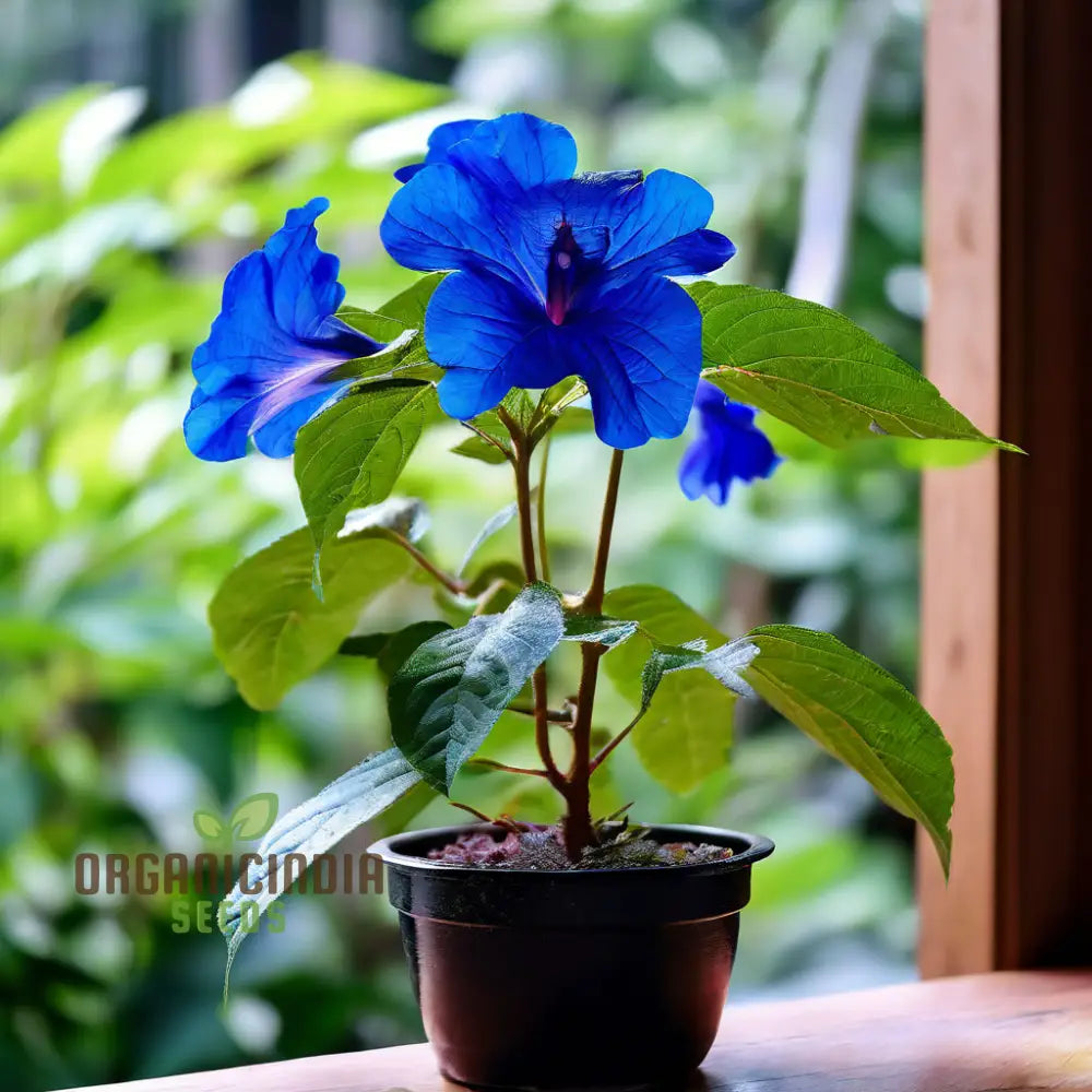 Vibrant Ceratostigma Plumbaginoides Flower Seeds Cultivate Stunning Blue Blooms In Your Garden