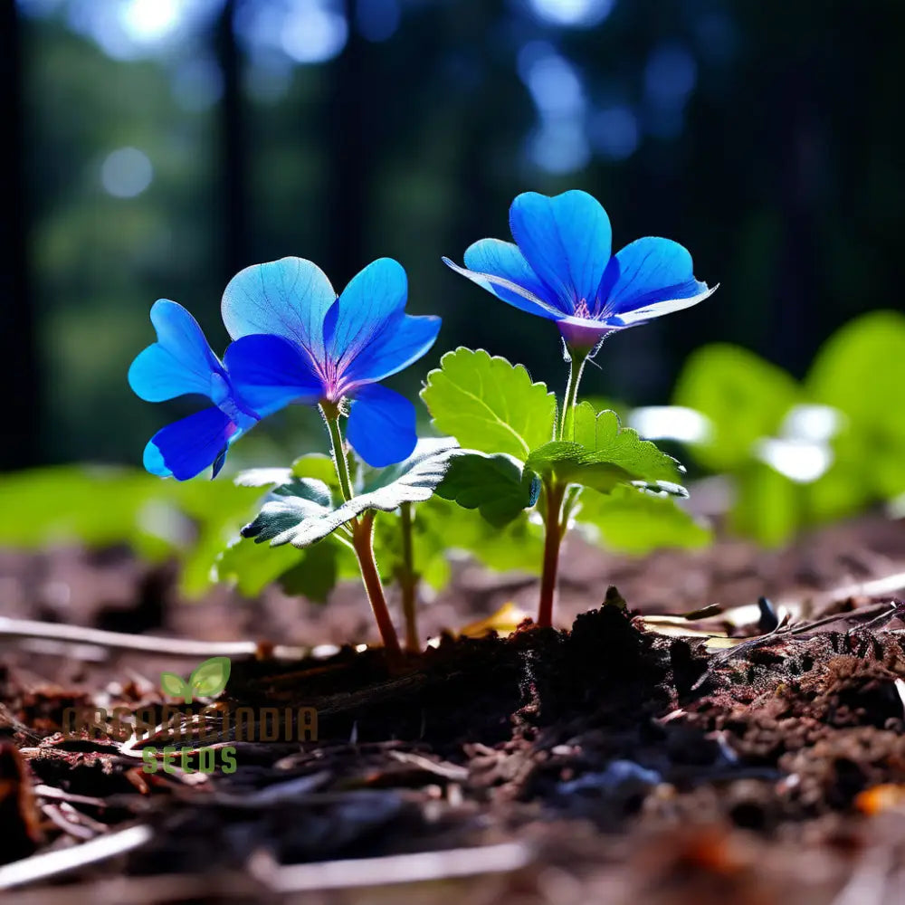 Vibrant Ceratostigma Plumbaginoides Flower Seeds Cultivate Stunning Blue Blooms In Your Garden