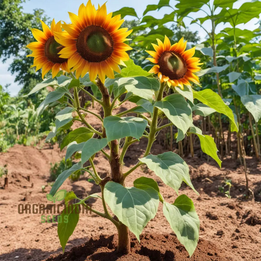 Vibrant Chocolate Sunflower Seeds - Grow Stunning Sunflowers With Rich Petals Annuals