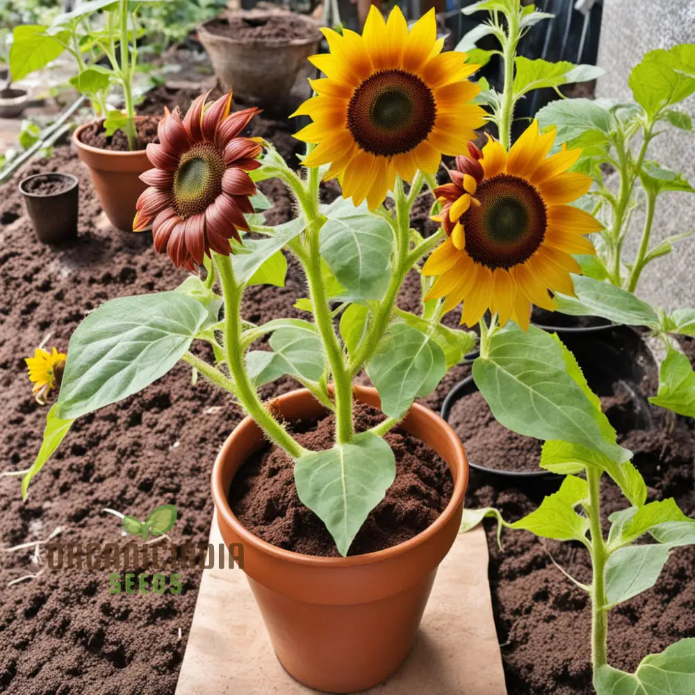 Vibrant Chocolate Sunflower Seeds - Grow Stunning Sunflowers With Rich Petals Annuals