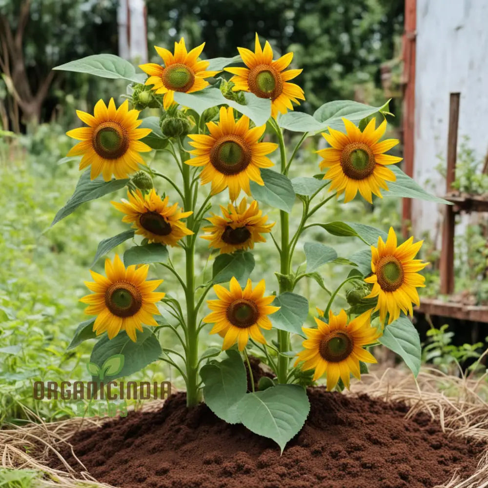 Vibrant Chocolate Sunflower Seeds - Grow Stunning Sunflowers With Rich Petals Annuals