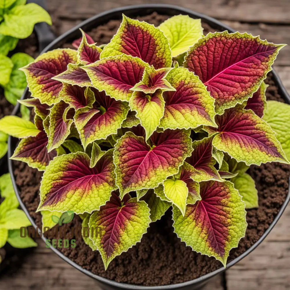 Vibrant Coleus & Jazz Velvet Flower Seeds Elevate Your Garden Today Annuals