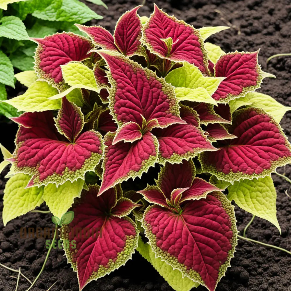 Vibrant Coleus & Jazz Velvet Flower Seeds Elevate Your Garden Today Annuals