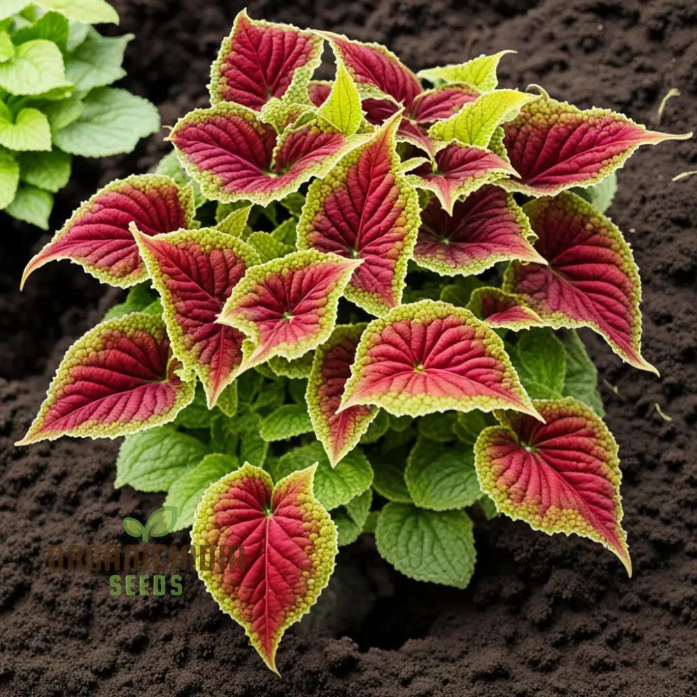 Vibrant Coleus & Jazz Velvet Flower Seeds Elevate Your Garden Today Annuals